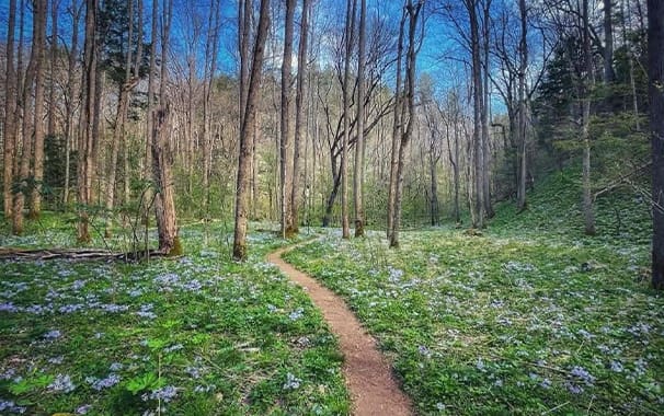 scenic photo of a path surrounded by greenery